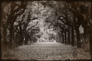 Viale dei giardini